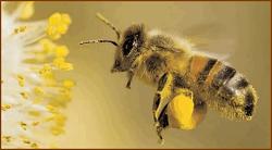 Лечение продуктами пчеловодства щитовидной железы thumbnail