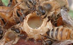 Продукты пчеловодства при лечении щитовидной железы thumbnail