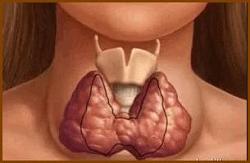 Перга при лечении щитовидной железы thumbnail