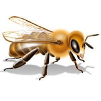 Польза пчелы